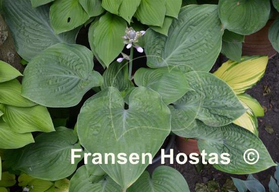 Hosta Gitchigumi